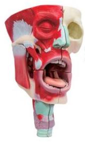 鼻、口、咽喉腔分解模型